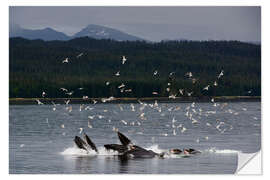 Vinilo para la pared Flock of Birds Above a Group of Humpback Whales II