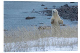 Quadro em acrílico Polar Bear Standing Up On the Coast of Hudson Bay, Manitoba, Canada