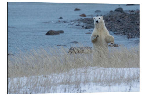 Tableau en aluminium Polar Bear Standing Up On the Coast of Hudson Bay, Manitoba, Canada