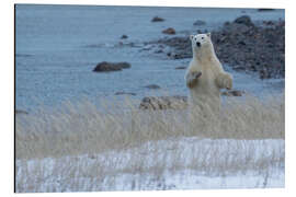 Aluminiumsbilde Polar Bear Standing Up On the Coast of Hudson Bay, Manitoba, Canada