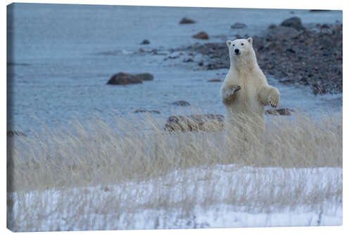 Tableau sur toile Polar Bear Standing Up On the Coast of Hudson Bay, Manitoba, Canada