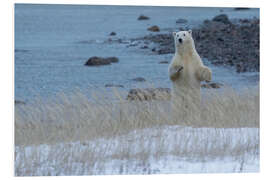 Tableau en PVC Polar Bear Standing Up On the Coast of Hudson Bay, Manitoba, Canada