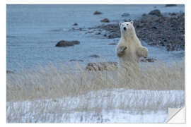 Naklejka na ścianę Polar Bear Standing Up On the Coast of Hudson Bay, Manitoba, Canada