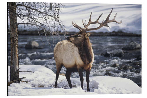 Aluminiumsbilde Portrait of an American Wapiti in the Snow