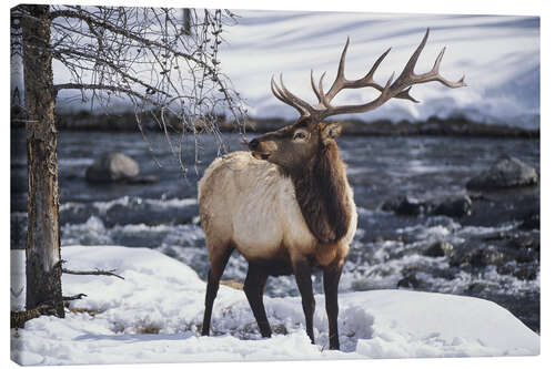 Stampa su tela Portrait of an American Wapiti in the Snow