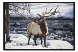Gerahmter Kunstdruck Porträt eines amerikanischen Wapiti im Schnee