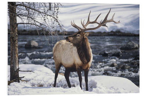 PVC print Portrait of an American Wapiti in the Snow