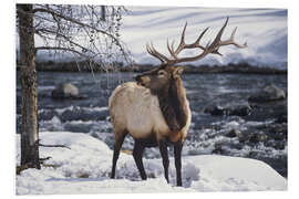 Tableau en PVC Portrait of an American Wapiti in the Snow