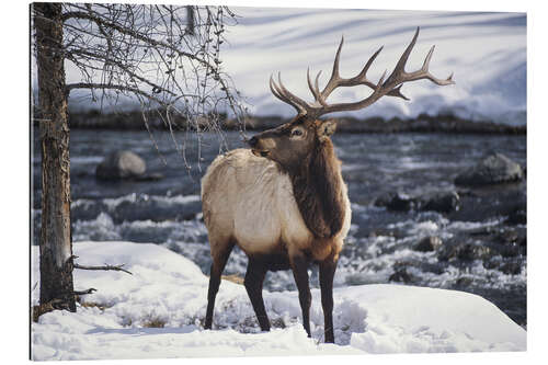 Gallery print Portrait of an American Wapiti in the Snow