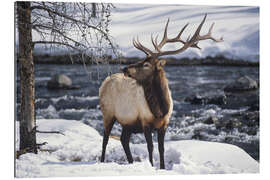 Tableau en plexi-alu Portrait of an American Wapiti in the Snow