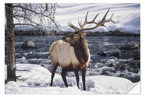 Självhäftande poster Portrait of an American Wapiti in the Snow