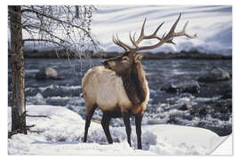 Sticker mural Portrait of an American Wapiti in the Snow