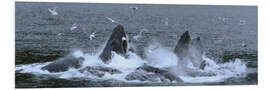 Foam board print Flock of Birds Clusters Over a Pod of Humpback Whales