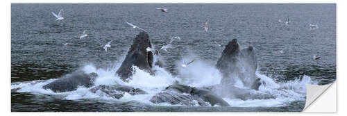 Sticker mural Flock of Birds Clusters Over a Pod of Humpback Whales