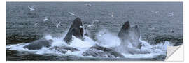 Muursticker Flock of Birds Clusters Over a Pod of Humpback Whales