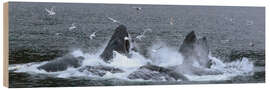 Wood print Flock of Birds Clusters Over a Pod of Humpback Whales