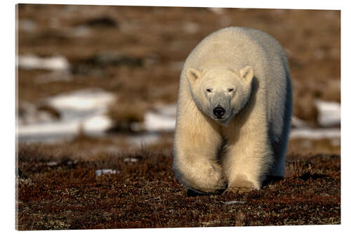 Akryylilasitaulu Polar Bear on the Coast of Hudson Bay