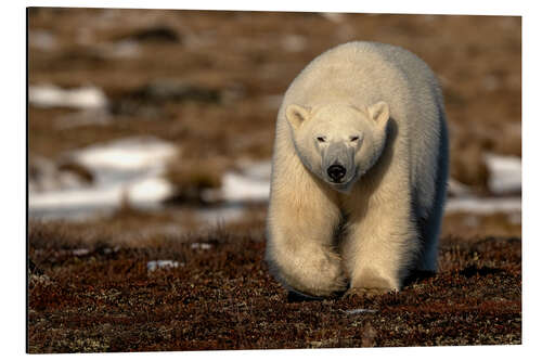 Tableau en aluminium Polar Bear on the Coast of Hudson Bay