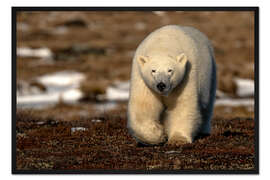 Gerahmter Kunstdruck Eisbär an der Küste der Hudson Bay