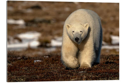 Galleriprint Polar Bear on the Coast of Hudson Bay