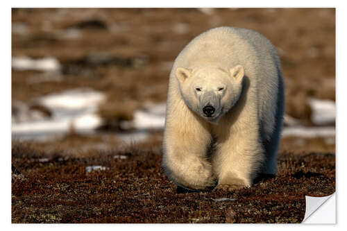 Selvklebende plakat Polar Bear on the Coast of Hudson Bay