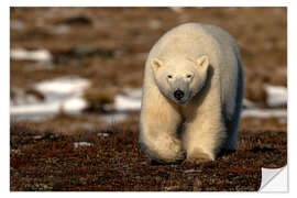 Selvklebende plakat Polar Bear on the Coast of Hudson Bay