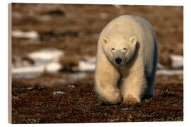 Wood print Polar Bear on the Coast of Hudson Bay