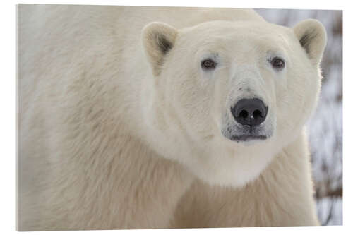 Akrylbilde Close-up Portrait of a Polar Bear