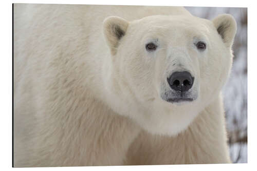 Tableau en aluminium Close-up Portrait of a Polar Bear