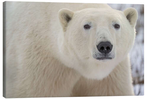 Leinwandbild Porträt eines Eisbären