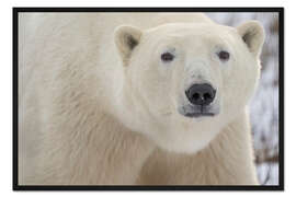Gerahmter Kunstdruck Porträt eines Eisbären