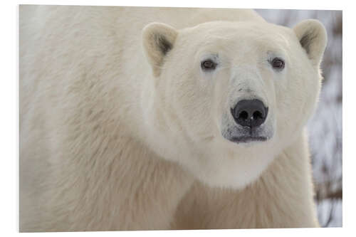 Tableau en PVC Close-up Portrait of a Polar Bear