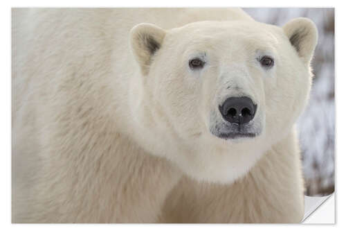 Selvklebende plakat Close-up Portrait of a Polar Bear