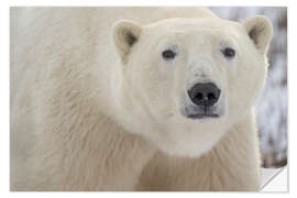 Naklejka na ścianę Close-up Portrait of a Polar Bear