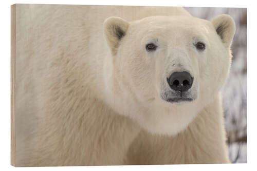 Wood print Close-up Portrait of a Polar Bear