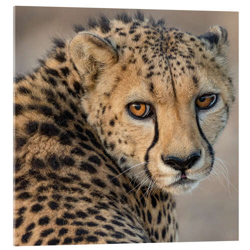 Akryylilasitaulu Portrait of a Young Male Cheetah