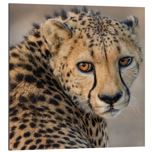 Aluminium print Portrait of a Young Male Cheetah