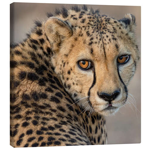 Tableau sur toile Portrait of a Young Male Cheetah