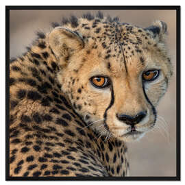 Gerahmter Kunstdruck Portrait of a young male Cheetah
