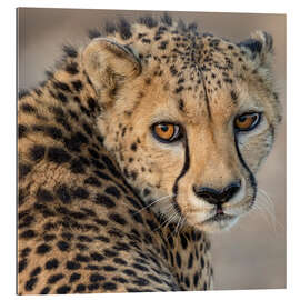 Gallery print Portrait of a Young Male Cheetah