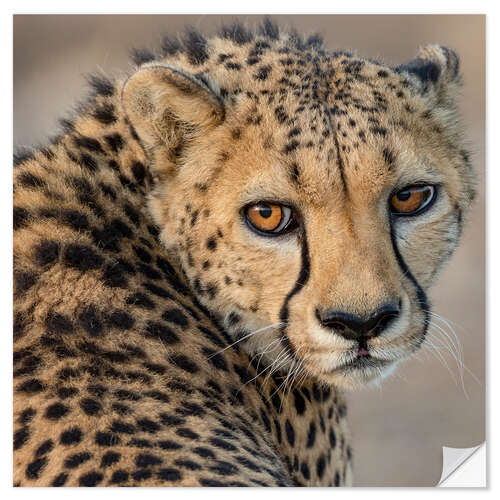 Vinilo para la pared Portrait of a Young Male Cheetah