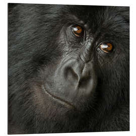 Tableau en aluminium Portrait of a Mountain gorilla from the Hirwa Group