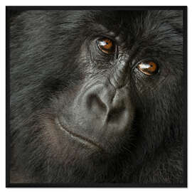 Gerahmter Kunstdruck Porträt eines Berggorillas aus der Hirwa-Gruppe