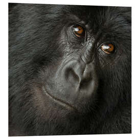 Quadro em PVC Portrait of a Mountain gorilla from the Hirwa Group