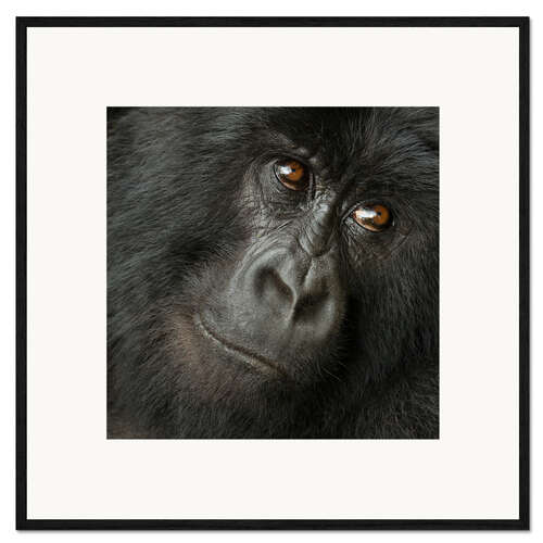 Framed art print Portrait of a Mountain gorilla from the Hirwa Group