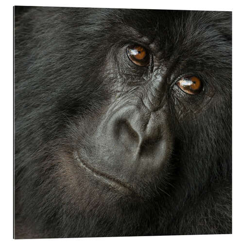 Gallery print Portrait of a Mountain gorilla from the Hirwa Group