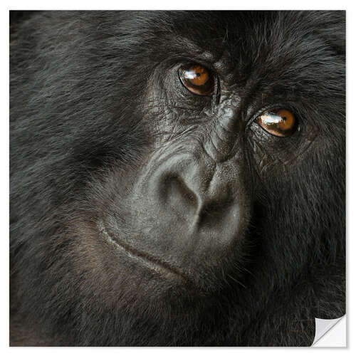 Naklejka na ścianę Portrait of a Mountain gorilla from the Hirwa Group