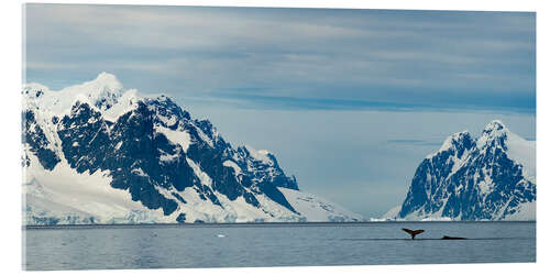 Akrylglastavla Two Humpbacks Feed On Krill in Antarctica