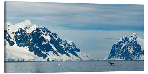 Quadro em tela Two Humpbacks Feed On Krill in Antarctica