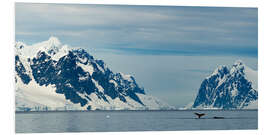 Print på skumplade Two Humpbacks Feed On Krill in Antarctica